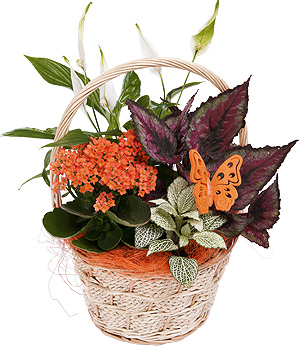Bunches.co.uk Autumn Flower Basket PAMB