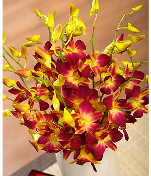Bunches.co.uk Autumn Oriental Orchids FREDO