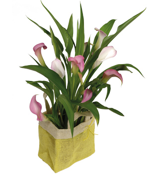 Bunches.co.uk Calla Lily