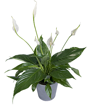 Bunches.co.uk Christmas Peace Lily XPLP