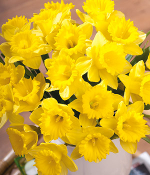 Bunches.co.uk Delightful Daffodils FDAFF