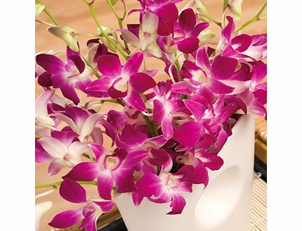 Bunches.co.uk Oriental Orchids Large FOOL