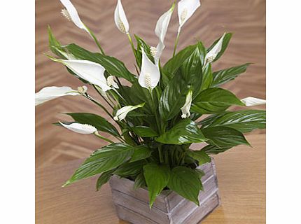 Bunches.co.uk Peace Lily in Mini Crate PLLYC