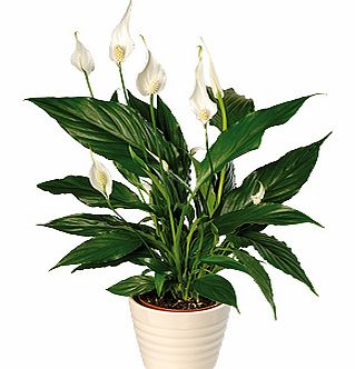 Bunches.co.uk Peace Lily Plant PPLP