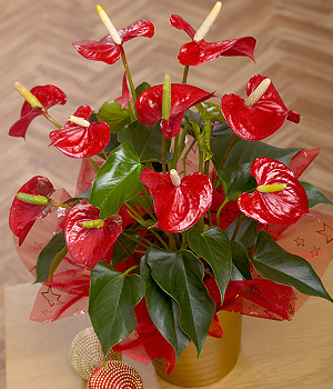 Bunches.co.uk Red Anthurium Plant XANTH