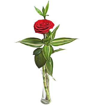 Single Red Rose FBAM