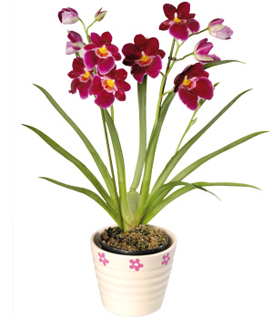 Miltonia Orchid Plant