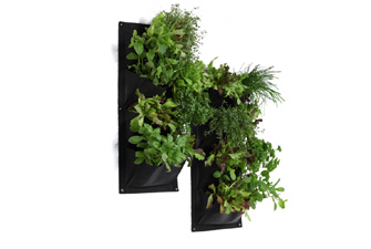 2 Salad and Herb Wall Planters