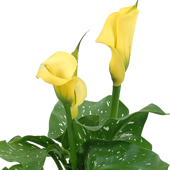 Calla Lily - Yellow - flowers