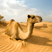 Camel Ride and Bedouin Dinner Spring Tours Sharm El Sheikh Camel Ride and