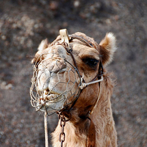 Camel Safari - Adult