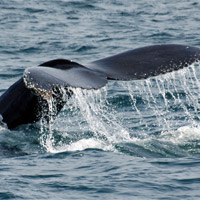 Cape Riviera and Whales Ilios Travel (Pty) Ltd - Capetown Cape Riviera
