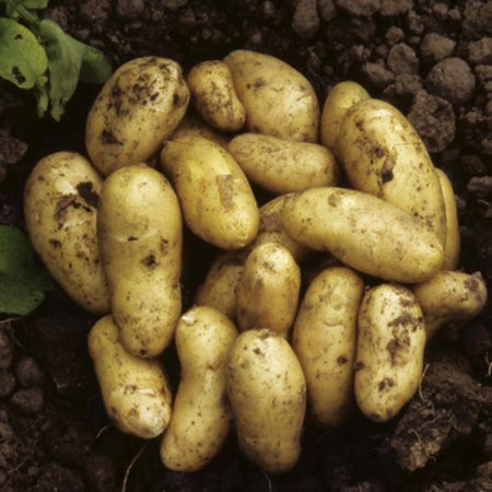 Potatoes - 3 kg 3 kg