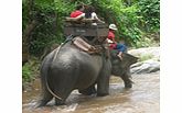 Chiang Mai Safari - Child