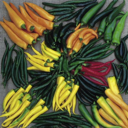Plant Collection (Peppers) Pack of