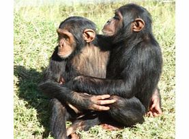 Chimpanzee Eden and Botanical Garden - Single