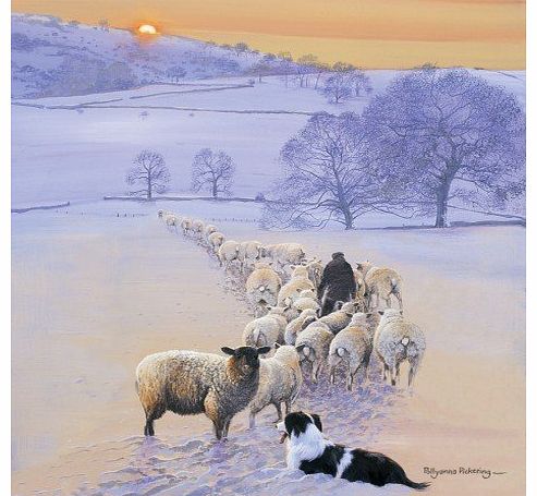Shepherds Delight Border Collie & Sheep Christmas Cards Pack
