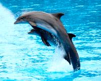 Clearwater Dolphin Encounter Child Ticket