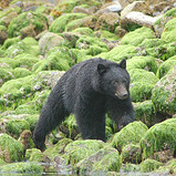 Coastal Bear Watching in Tofino - Child