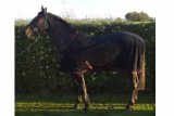 Confidence Equestrian 280g Horse Fleece Cooler Blanket - Black 5ft 6