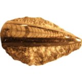 Dinosaurs and Fossils Ltd Fossils - Genuine Dinosaur and Fossil Collection - 25 fossils - Mosasaurus Tooth Dinosaur bone, Shar