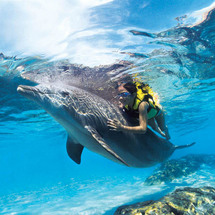 Discovery Cove CHOICE Package (2011) - Dolphin