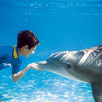 Discovery Cove DC Choice of Adventure SWIM and