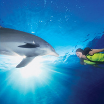 discovery Cove ULTIMATE Adventure Package (2009) - Dolphin Swim Ticket