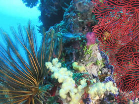 Diving holiday in Fiji