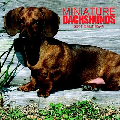 Dog Dachshund - Miniature 2006 Calendar
