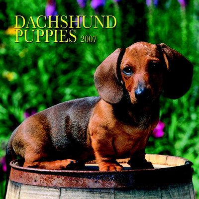 Dog Dachshund - Puppies 2006 Calendar