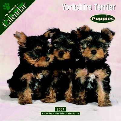 Dogs Yorkshire Terrier - Puppies 2006 Calendar