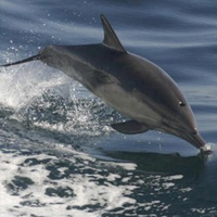Dolphin and Whale Watching for 2 - New Quay, Wales