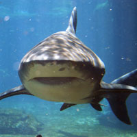 Dolphin Combo Swim   Shark Ocean World Dolphin Combo Swim   Shark