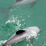 Dolphin Encounter Kaikoura- Non-swimming - Adult