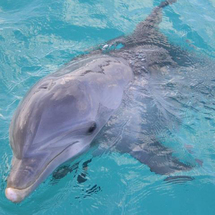 Dolphin Island - Adult-Non Swim
