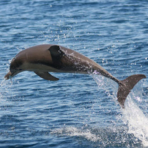 Dolphin Swim or Watch Cruise from Adelaide -