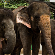 Elephant Sanctuary Tour - Private Tour - Price
