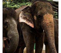 Elephant Sanctuary Tour - Single Passenger