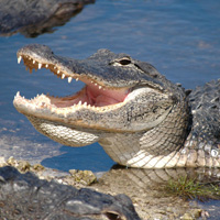 Everglades Airboat Adventure - From Miami Everglades Airboat Adventure