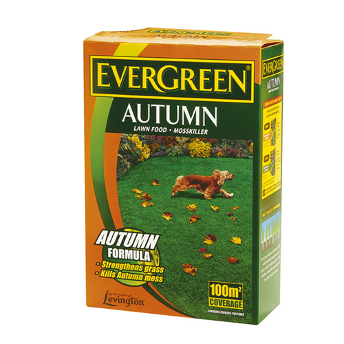 Evergreen Autumn