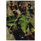 Fair Trade Media Coffee Sorting Gift Tag - 10 pack