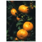 Mandarines Gift Tag - 10 pack