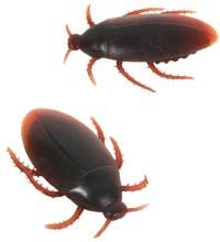 Fake Cockroaches (PK2)