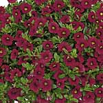 Bells&reg; Calibrachoa Collection Plants