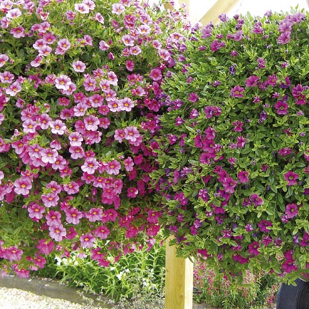 Bells&reg; Calibrachoa Plant Collection