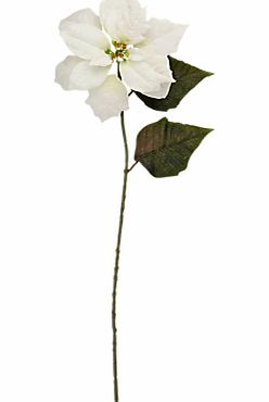 Velvet Poinsettia, White