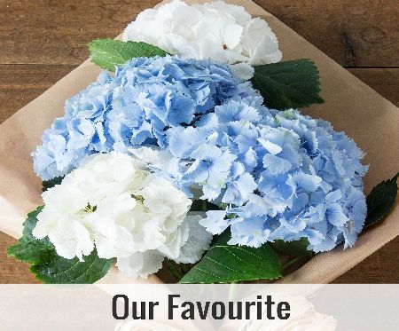 Flowers Direct Blue and White Hydrangea