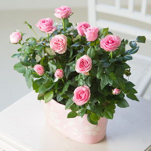 Flowers Direct Pretty Pink Rose Duo