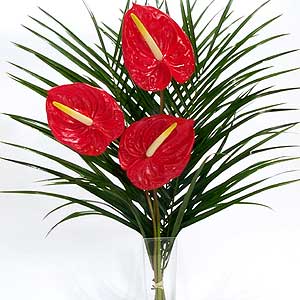 Flowers Directory Anthuriums & Pheonix Palm
